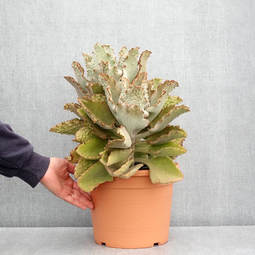Example of Kalanchoe beharensis Fang - Elefantenohr-Kalanchoe Topf mit 7,5L/10L as you get in printemps