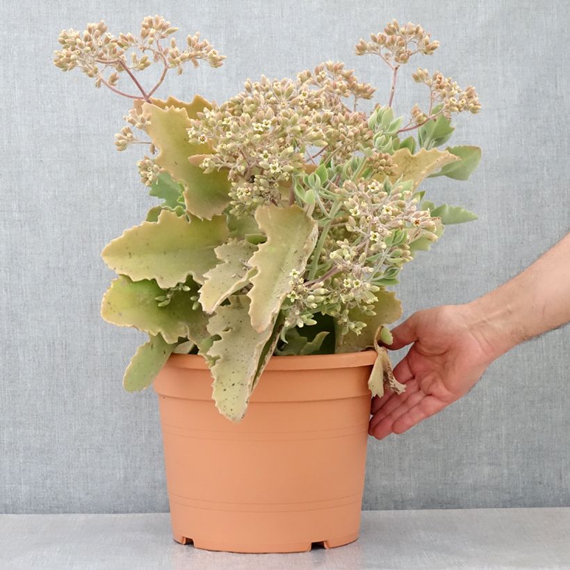 Example of Kalanchoe beharensis Oak Leaf - Elefantenohr-Kalanchoe Topf mit 7,5L/10L as you get in printemps