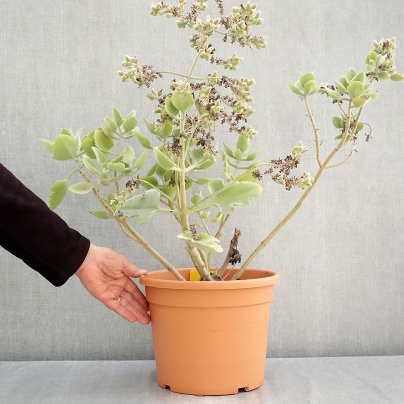 Exemplar von Kalanchoe beharensis Oak Leaf - Elefantenohr-Kalanchoe Topf mit 7,5L/10L wie im Herbst geliefert