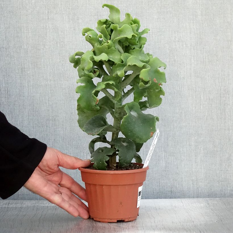 Example of Kalanchoe beharensis subnuda Topf 12 cm / 13 cm as you get in automne