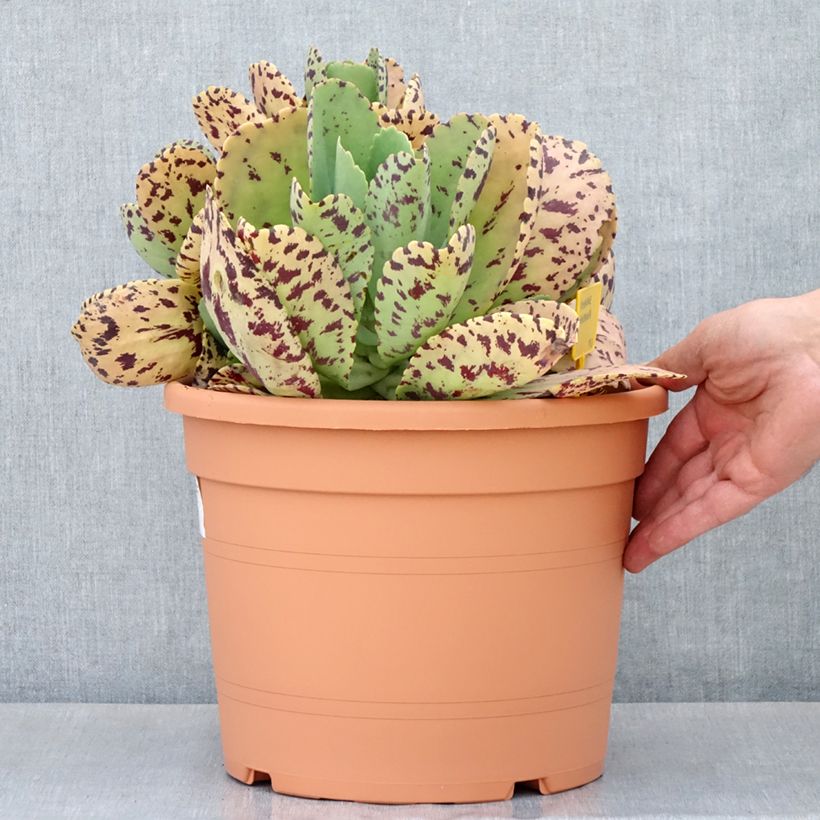 Example of Kalanchoe marmorata Topf mit 7,5L/10L as you get in printemps