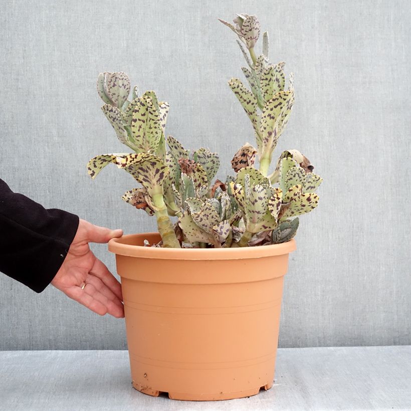 Exemplar von Kalanchoe marmorata Topf mit 7,5L/10L wie im Herbst geliefert