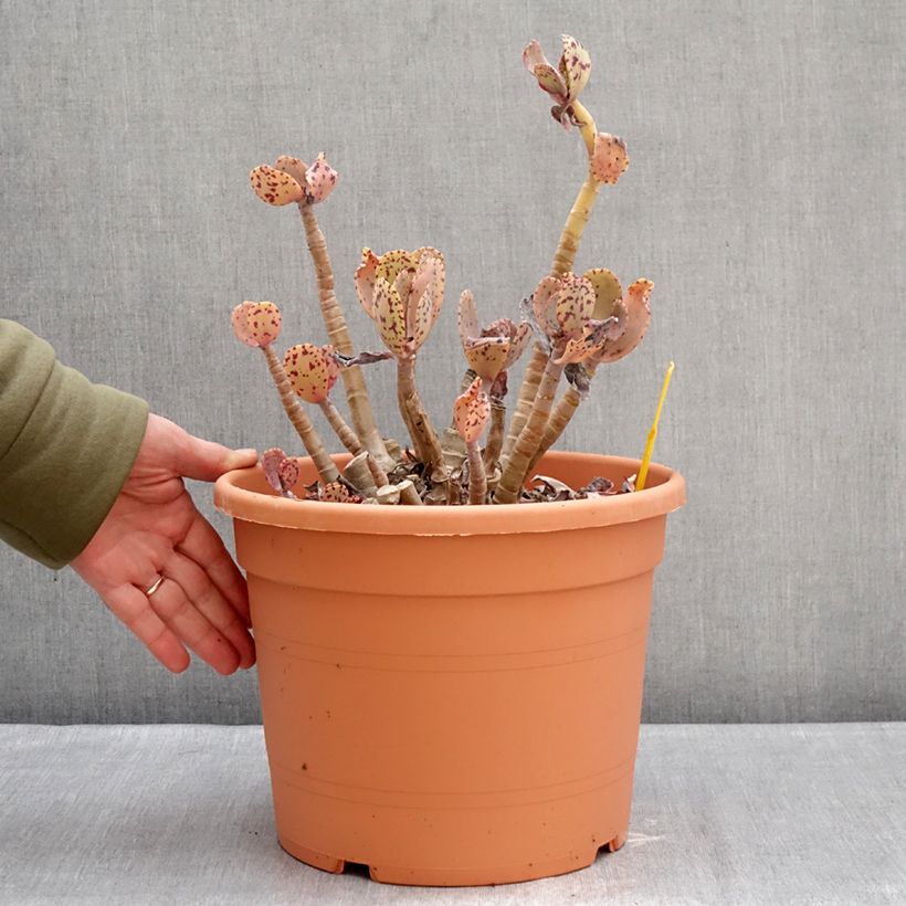Exemplar von Kalanchoe marmorata Topf mit 7,5L/10L wie im Winter geliefert
