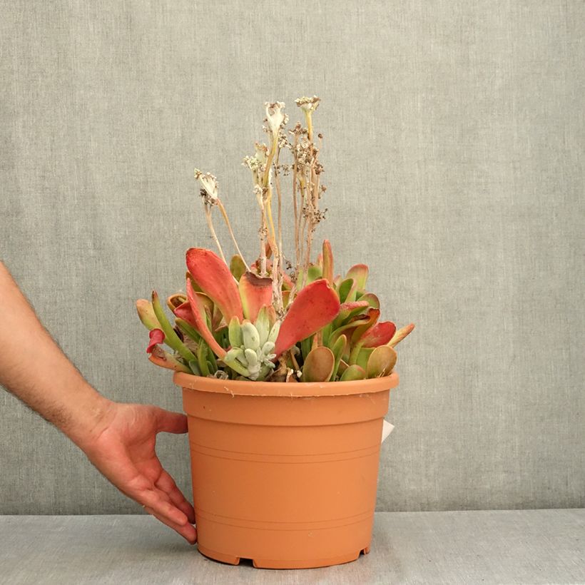 Exemplar von Kalanchoe oricula Topf mit 7,5L/10L wie im Sommer geliefert