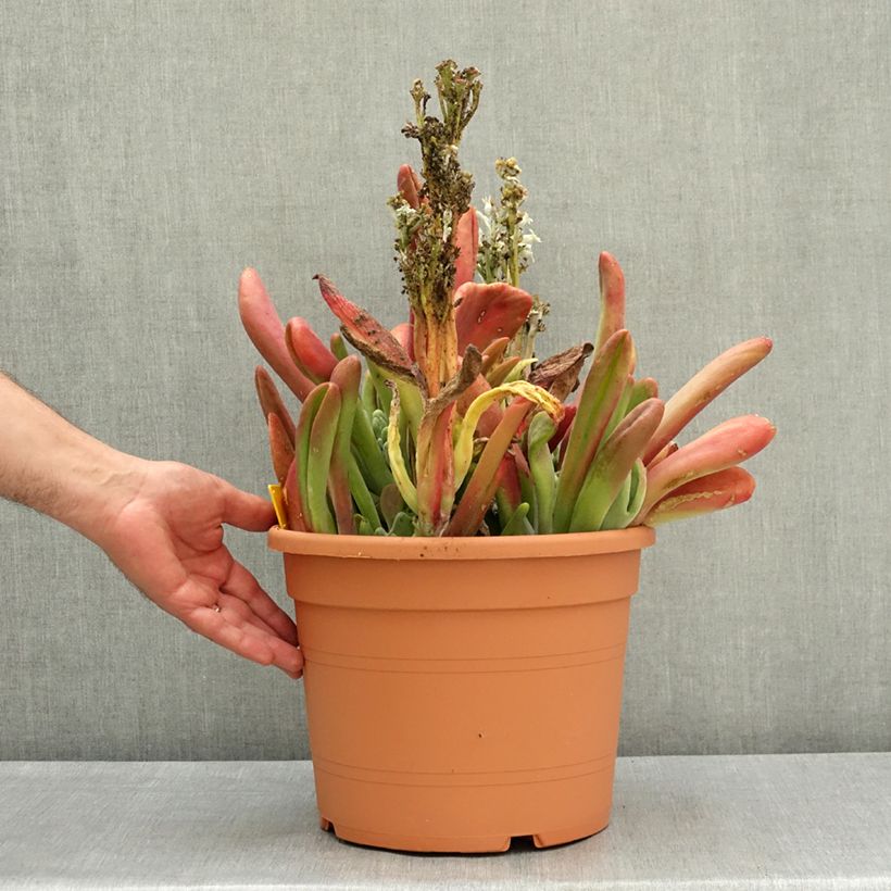 Exemplar von Kalanchoe Oricula Pot de 7,5L/10L wie im Frühjahr geliefert