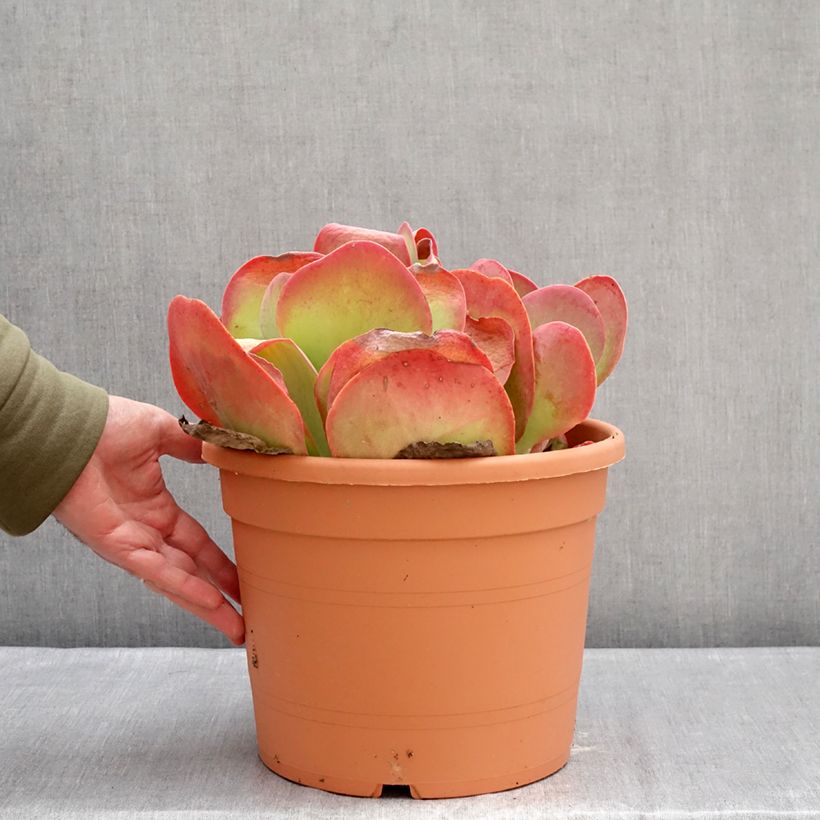Exemplar von Kalanchoe thyrsiflora Topf mit 7,5L/10L wie im Winter geliefert