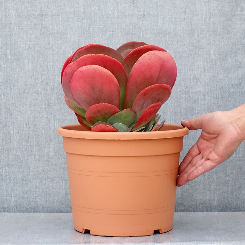 Example of Kalanchoe thyrsiflora Topf mit 7,5L/10L as you get in ete