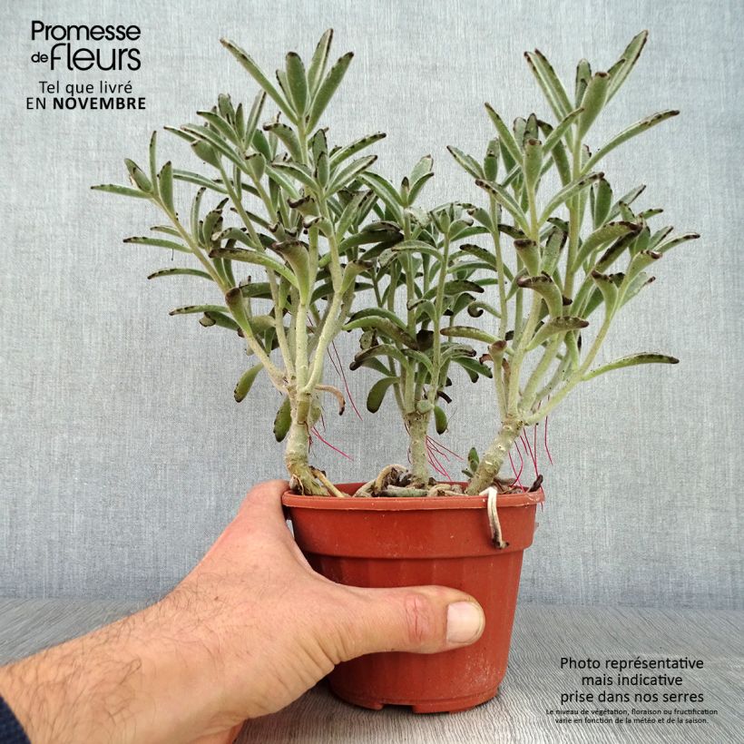 Example of Kalanchoe tomentosa - Panda-Pflanze Topf 12 cm / 13 cm as you get in automne