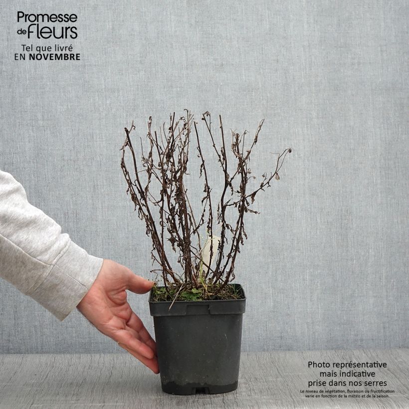 Example of Schönaster Blue Star - Kalimeris incisa Topf mit 2L/3L as you get in automne