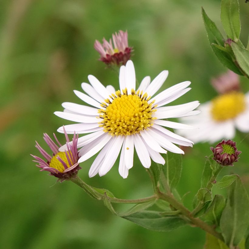 Schönaster Madiva - Kalimeris incisa (Flowering)