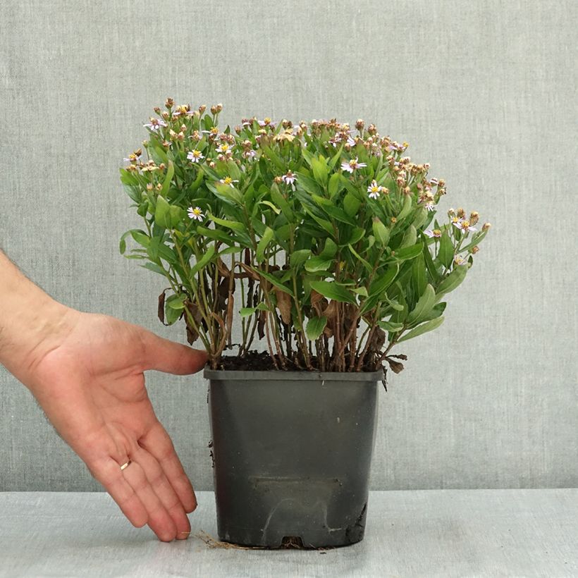 Exemplar von Kalimeris incisa Nana Blue Pot de 2L/3L wie im Sommer geliefert