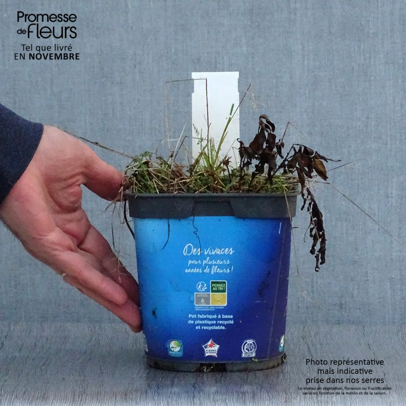 Example of Schönaster - Kalimeris incisa Topf mit 2L/3L as you get in automne
