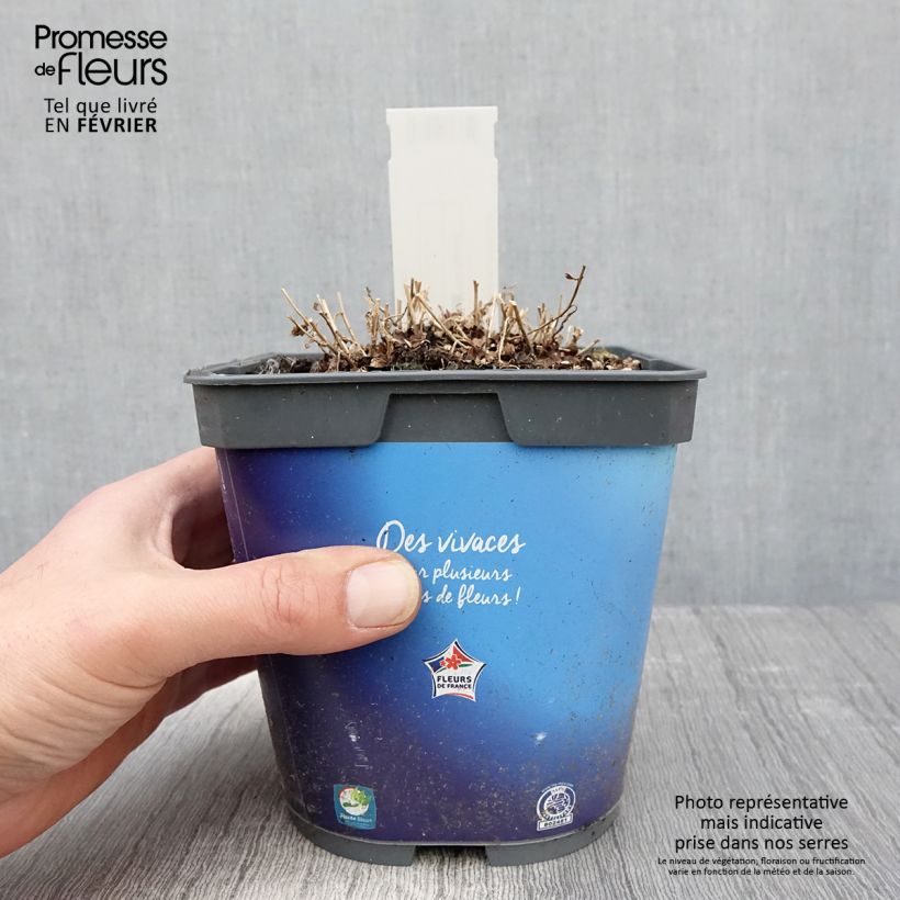 Exemplar von Schönaster - Kalimeris incisa Topf mit 2L/3L wie im Winter geliefert