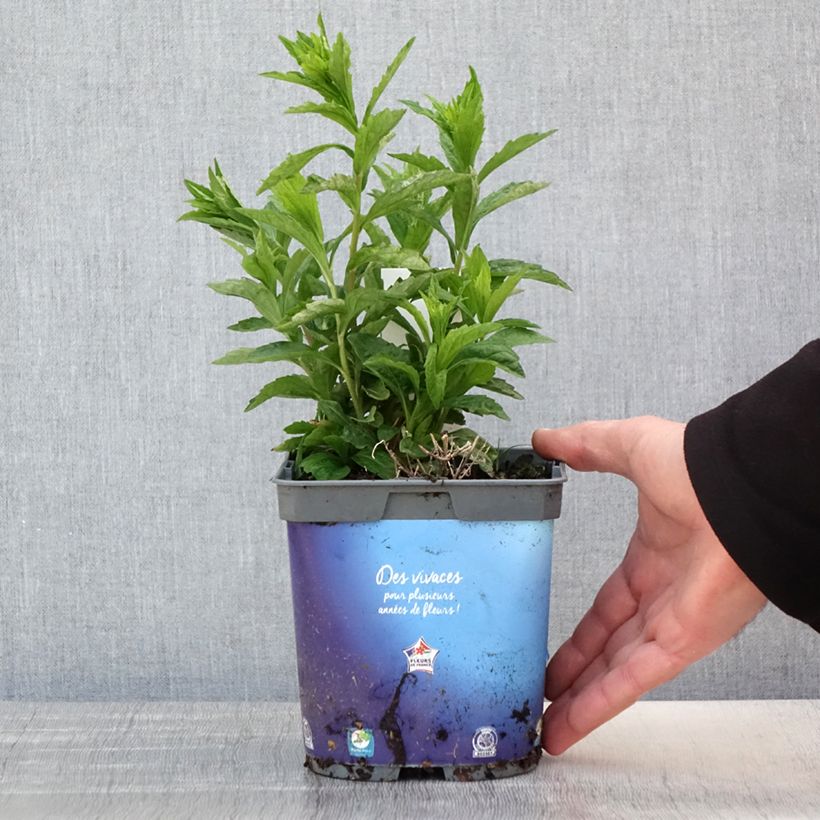 Exemplar von Schönaster - Kalimeris incisa Topf mit 2L/3L wie im Frühjahr geliefert