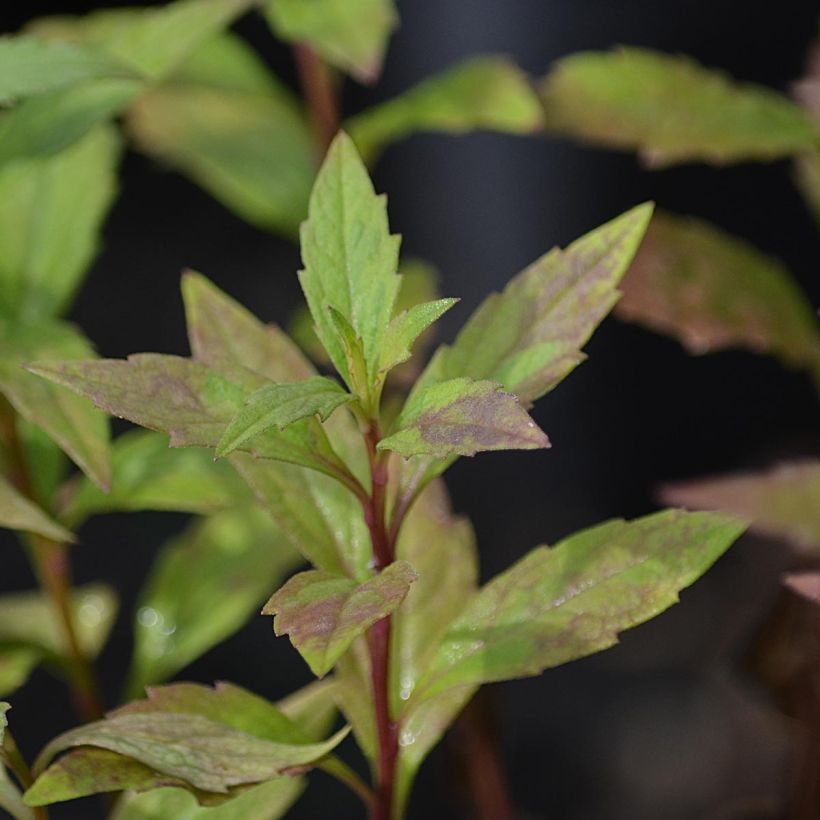 Schönaster Shogun - Kalimeris yomena (Foliage)