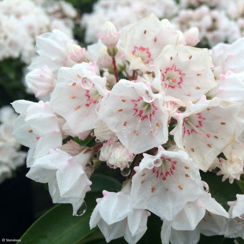Lorbeerrose Zebulon - Kalmia latifolia (Flowering)