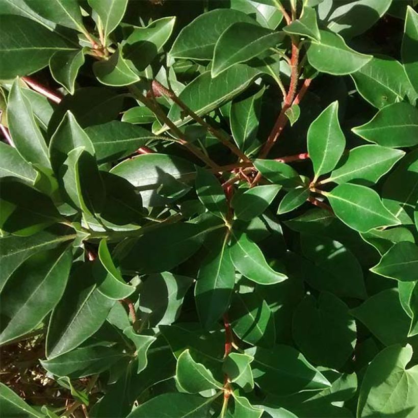 Lorbeerrose - Kalmia latifolia (Foliage)