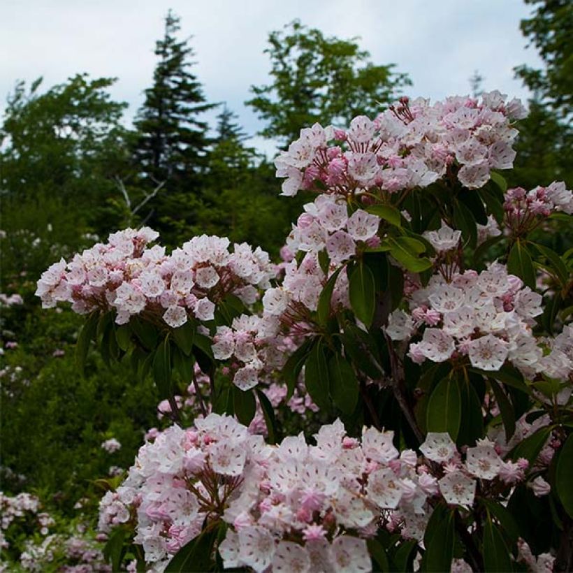 Lorbeerrose - Kalmia latifolia (Plant habit)