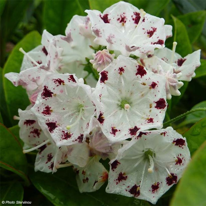 Lorbeerrose Freckles - Kalmia latifolia f. fuscata (Flowering)
