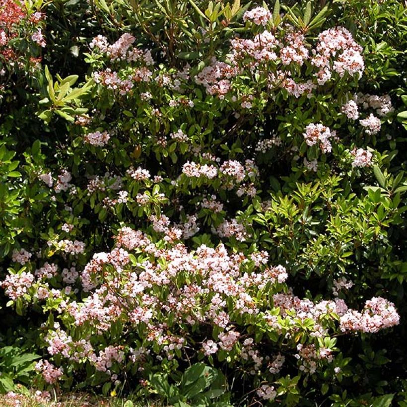 Lorbeerrose Freckles - Kalmia latifolia f. fuscata (Plant habit)