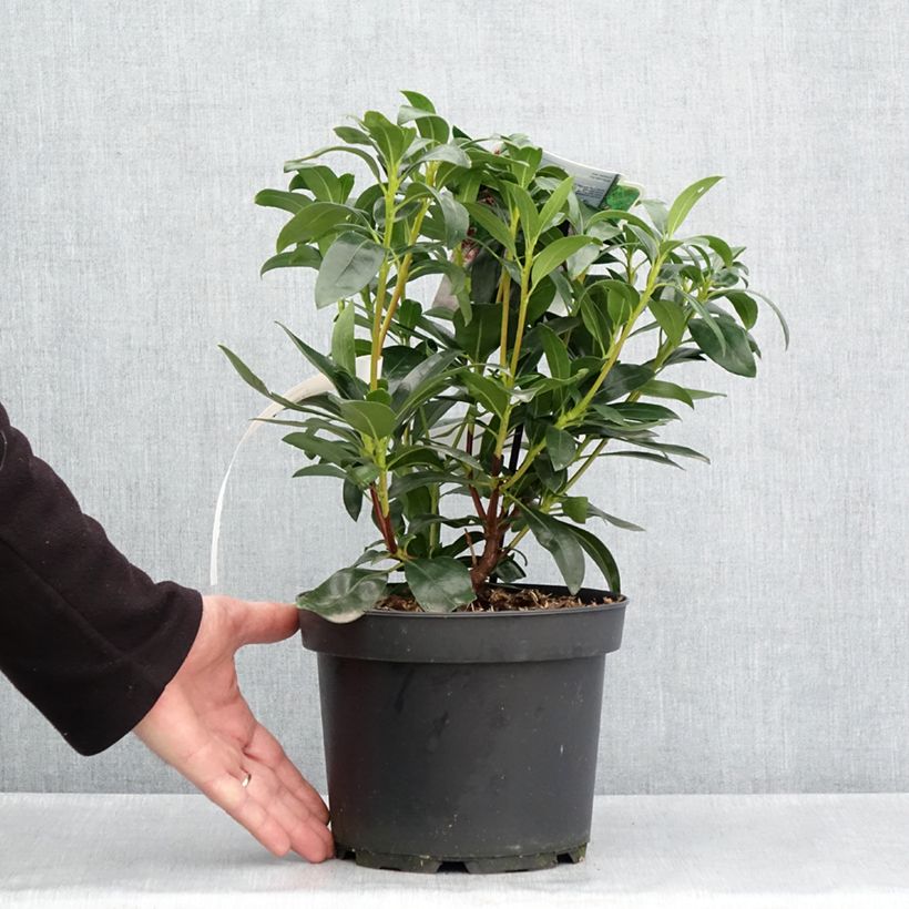 Exemplar von Lorbeerrose Galaxy - Kalmia latifolia Topf mit 4L/5L wie im Frühjahr geliefert