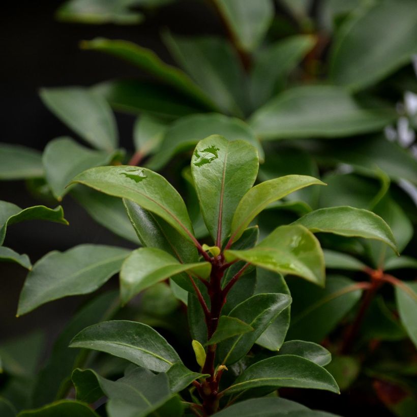 Lorbeerrose Heart's Desire - Kalmia latifolia (Foliage)