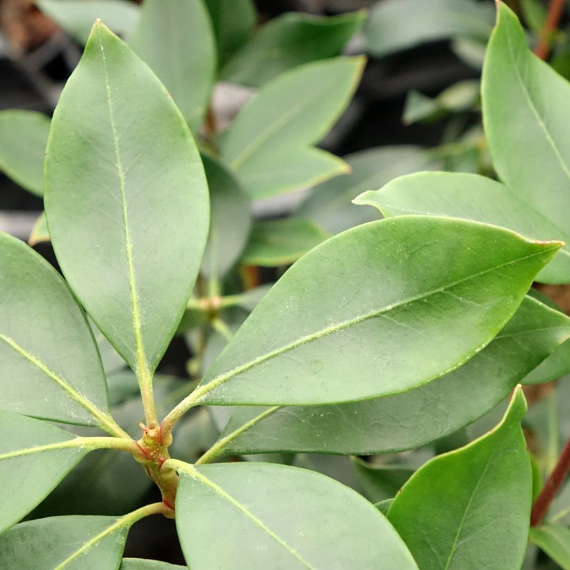 Lorbeerrose Ideal - Kalmia latifolia (Foliage)