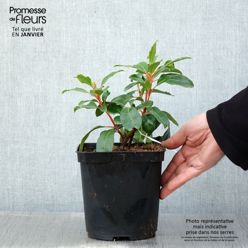 Exemplar von Lorbeerrose Keepsake - Kalmia latifolia Topf mit 2L/3L wie im Winter geliefert