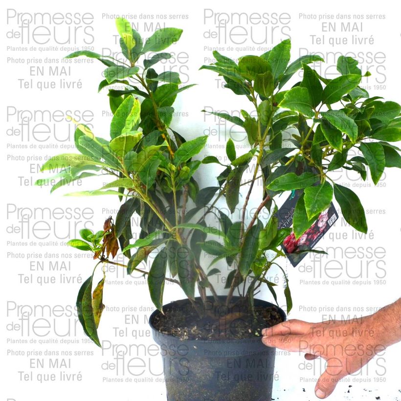 Example of Lorbeerrose Madeline - Kalmia latifolia Topf mit 4L/5L as you get
