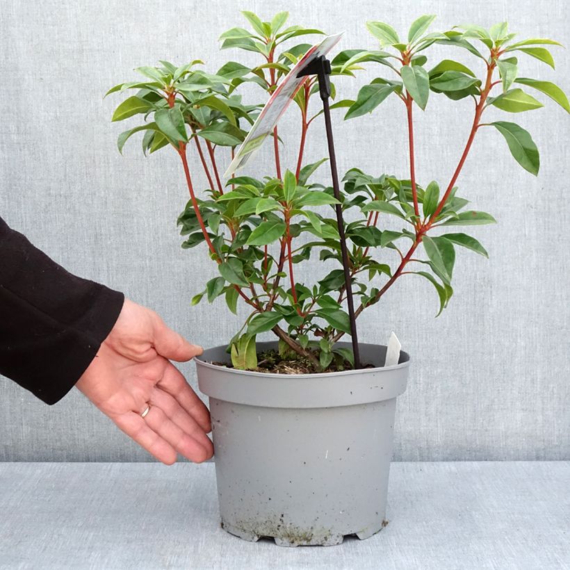 Exemplar von Lorbeerrose Otsbo Red - Kalmia latifolia Topf mit 2L/3L wie im Frühjahr geliefert