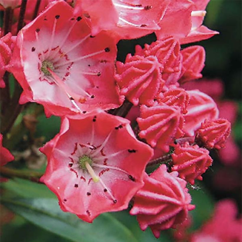 Lorbeerrose Pinkobello - Kalmia latifolia (Flowering)
