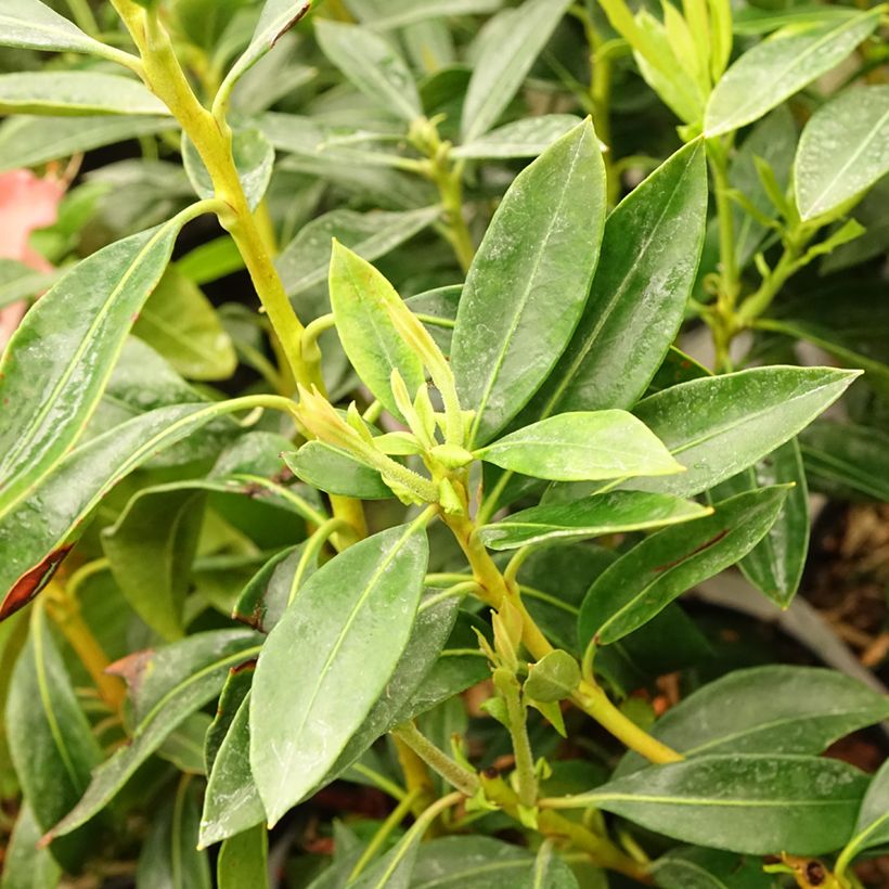 Lorbeerrose Pinwheel - Kalmia latifolia (Foliage)