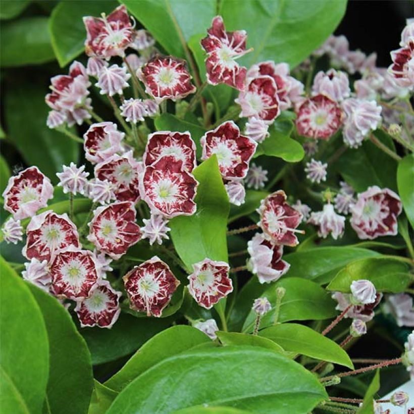 Lorbeerrose Tad - Kalmia latifolia (Flowering)
