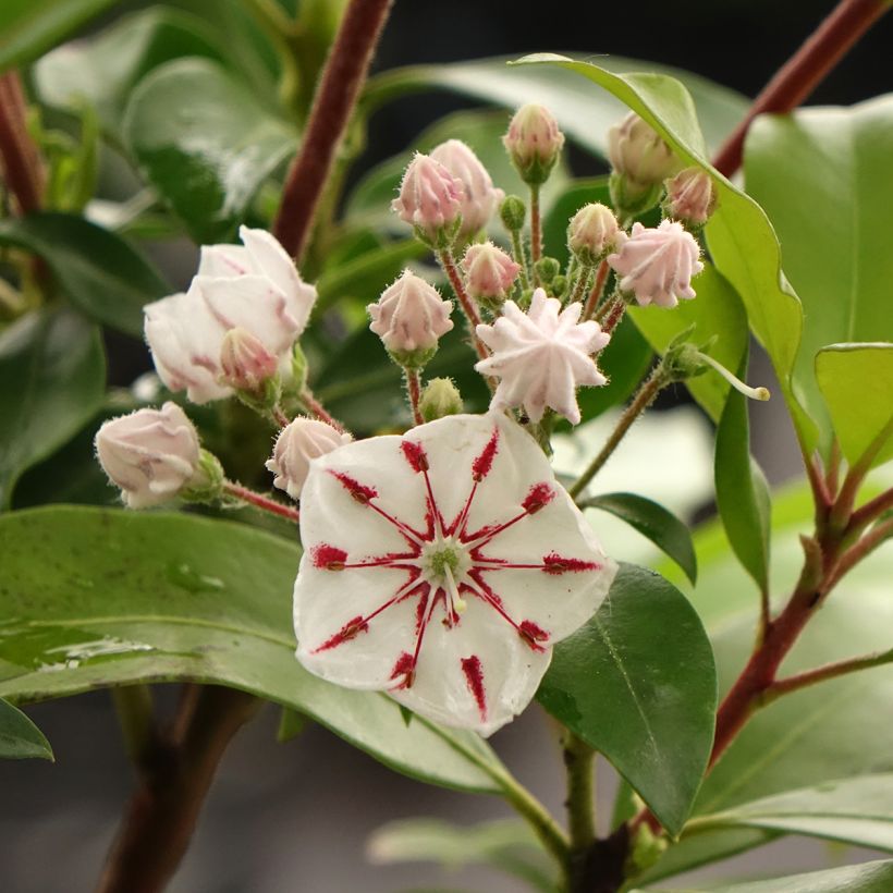 Lorbeerrose Windmill - Kalmia latifolia (Blüte)