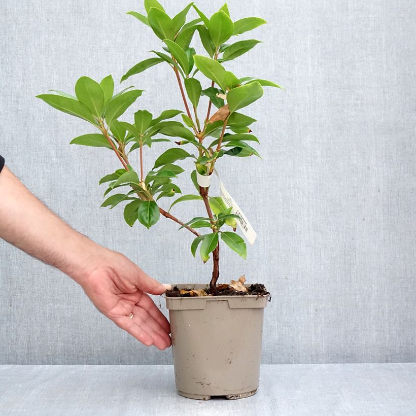 Exemplar von Lorbeerrose Windmill - Kalmia latifolia Topf mit 3L/4L wie im Herbst geliefert