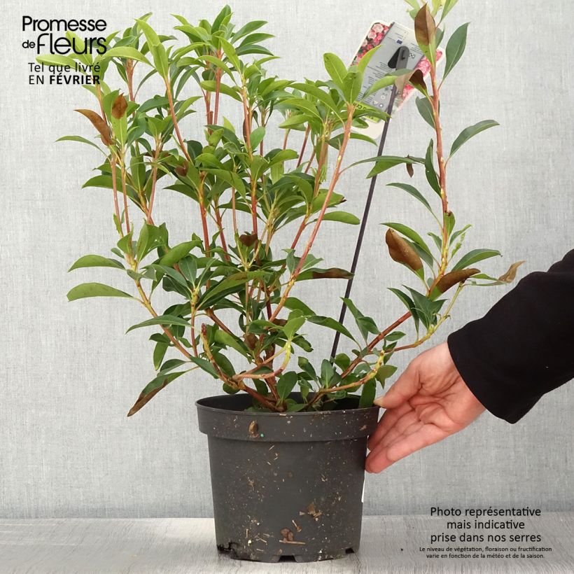 Exemplar von Lorbeerrose You Can - Kalmia latifolia Topf mit 2L/3L wie im Winter geliefert