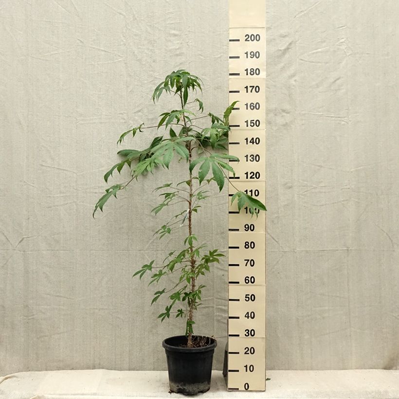 Example of Kalopanax septemlobus maximowiczii - Baumaralie Topf mit 12L/15L as you get in ete