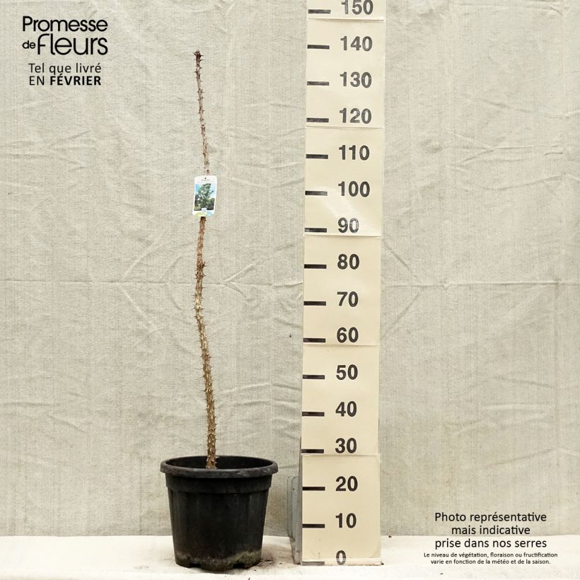 Exemplar von Kalopanax septemlobus maximowiczii - Baumaralie Topf mit 12L/15L wie im Winter geliefert