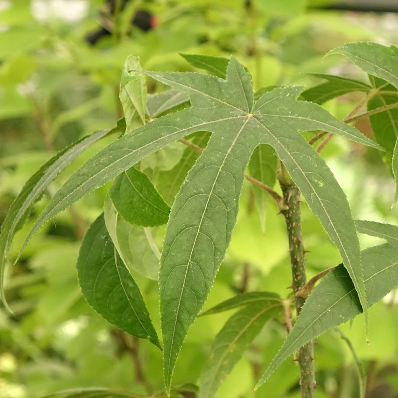 Kalopanax septemlobus maximowiczii - Baumaralie (Foliage)