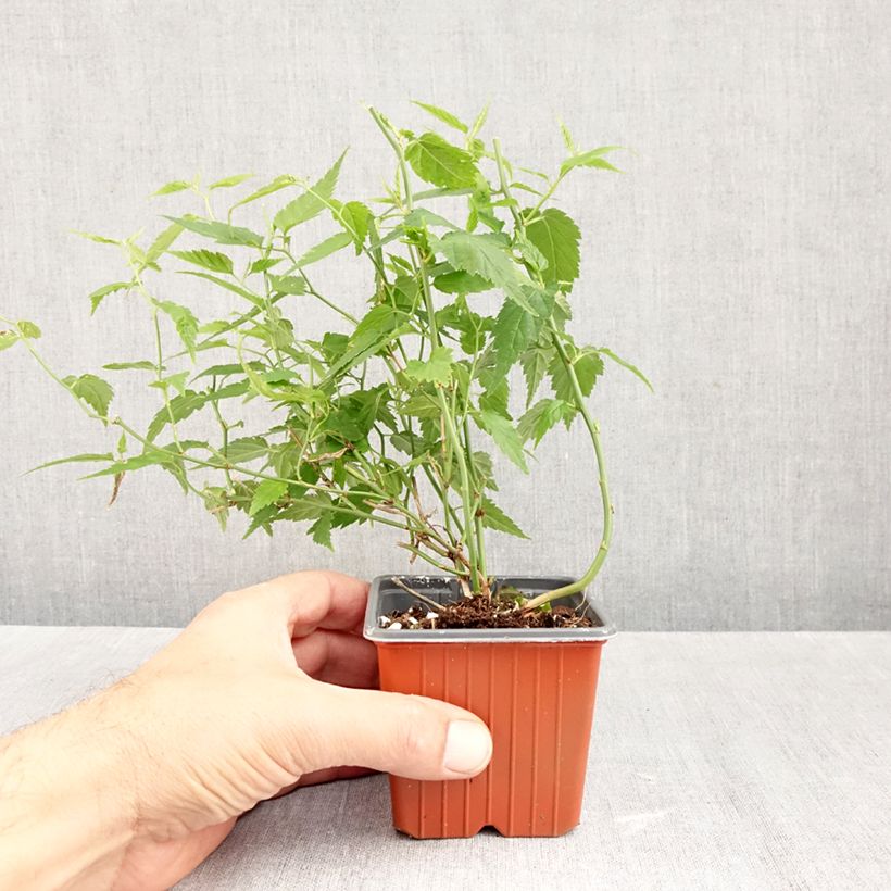 Exemplar von Goldröschen - Kerria japonica Kleine Töpfe von 8/9 cm wie im Herbst geliefert