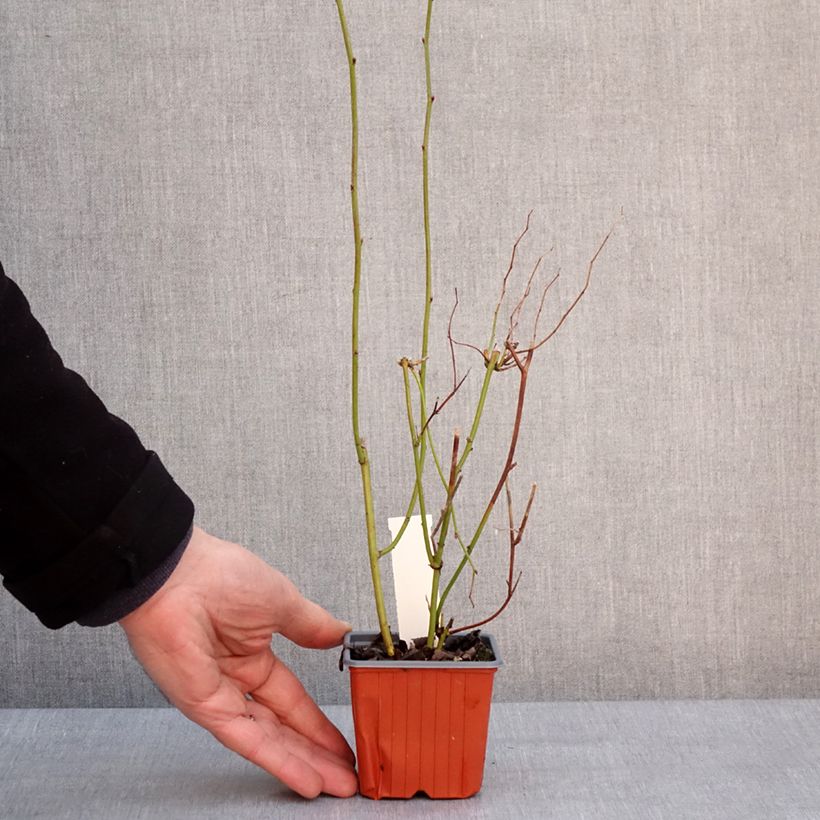 Exemplar von Goldröschen - Kerria japonica Kleine Töpfe von 8/9 cm wie im Winter geliefert