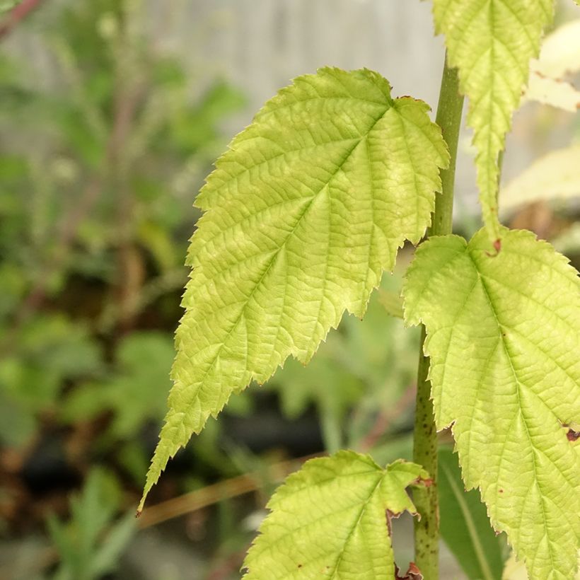 Goldröschen Golden Guinea - Kerria japonica (Foliage)