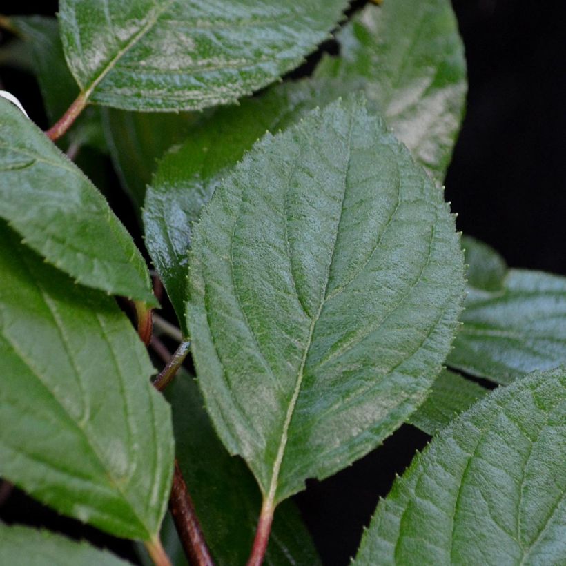 Goldröschen Pleniflora - Kerria japonica (Foliage)