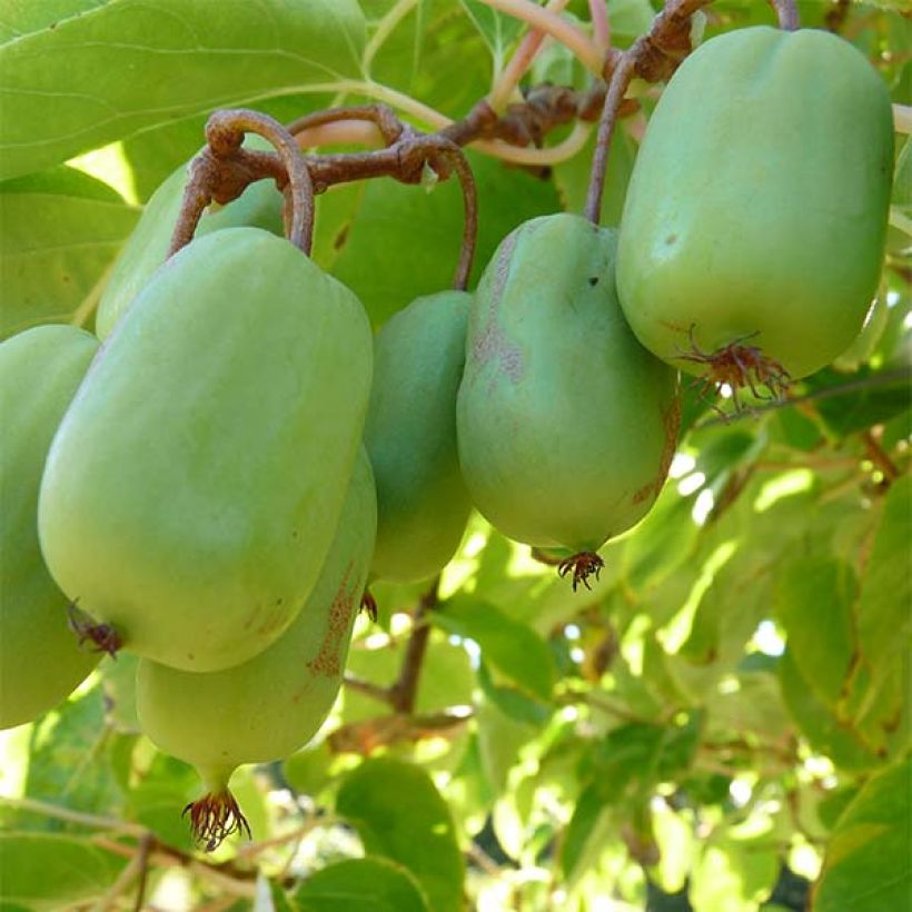 Actinidia arguta Ambrosia (Weiblich) - Zwerg Kiwi (Harvest)