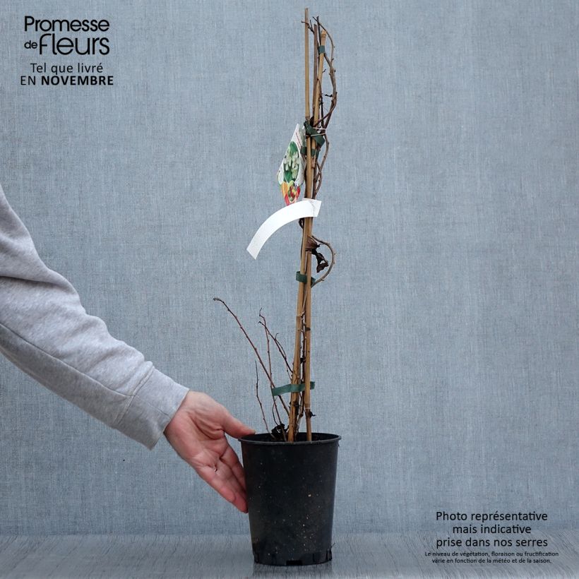 Example of Actinidia arguta Romeo - Zwerg Kiwi Topf mit 2L/3L as you get in automne