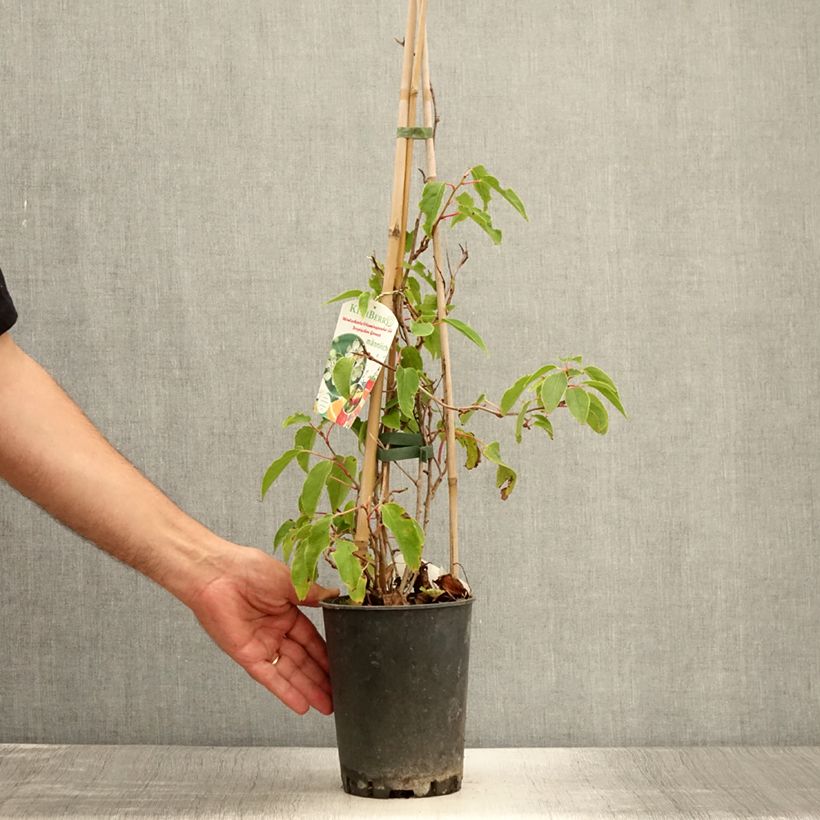 Exemplar von Actinidia arguta Romeo - Zwerg Kiwi Topf mit 2L/3L wie im Sommer geliefert