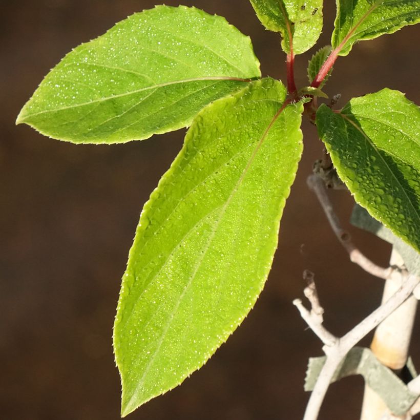Actinidia arguta Weima - Zwerg Kiwi (Foliage)