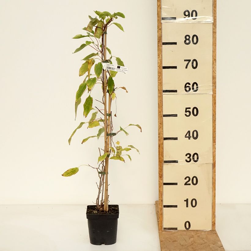 Exemplar von Actinidia arguta Weima - Zwerg Kiwi Topf mit 2L/3L wie im Herbst geliefert