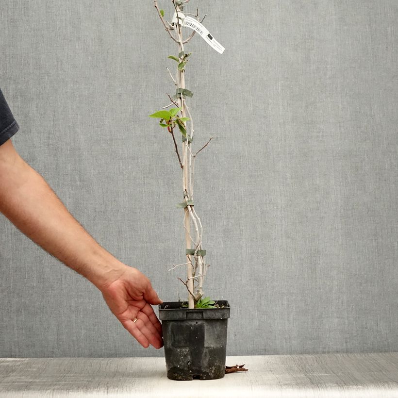 Example of Actinidia arguta Weima - Zwerg Kiwi Topf mit 2L/3L as you get in ete
