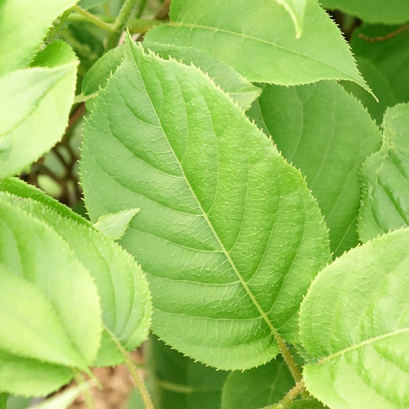 Actinidia arguta Prince Jumbo - Zwerg Kiwi (Foliage)